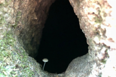 Solitary Mushroom in Tree