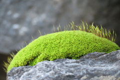 Moon Moss