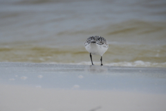 Sandpiper On Beach