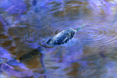 Water Snake with Forked Tongue - Negative