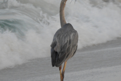 One-Legged Crane Fishes