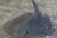Stingray in Shallow Water