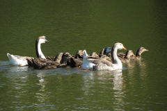 Ducks and Geese Swim Together