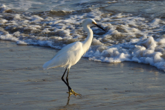 Heron Fishing in the Morning