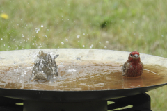 Bathing Birds