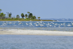 Flock of Seagulls Fly Low