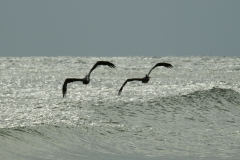 Two Pelicans Fly Above the Waves