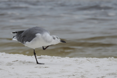 Sandpiper Itch on Beach