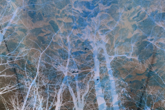 Marbled Sky Upward - Negative