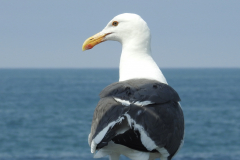 Seagull Poses