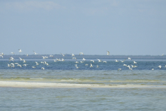 Flock of Seagulls Fly Low 2